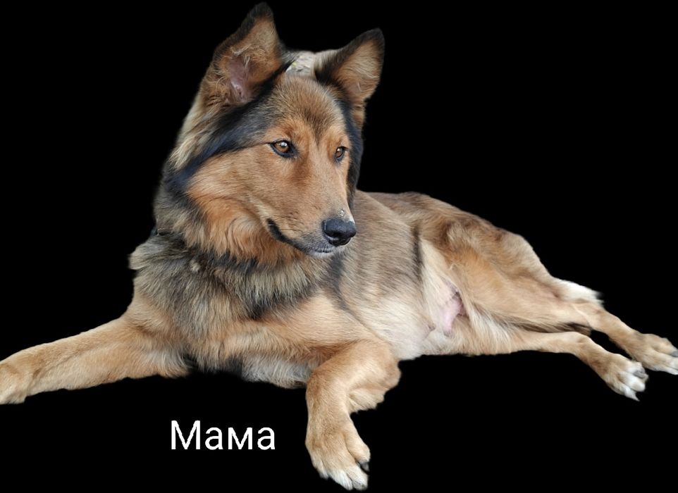 Віддам файних дівчаток