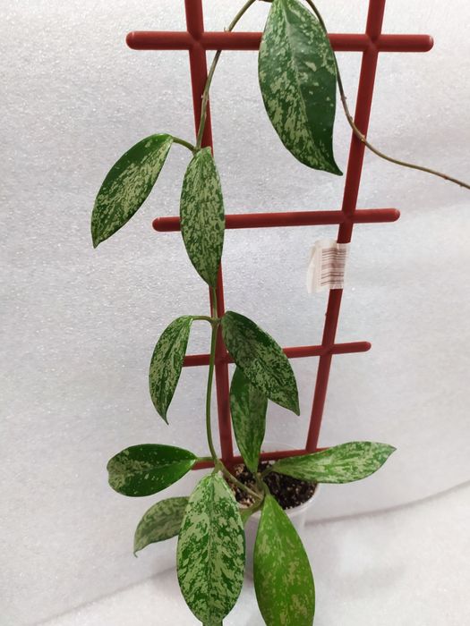 Хойї сільвер долар,нова гост,пубікаліс сільвер