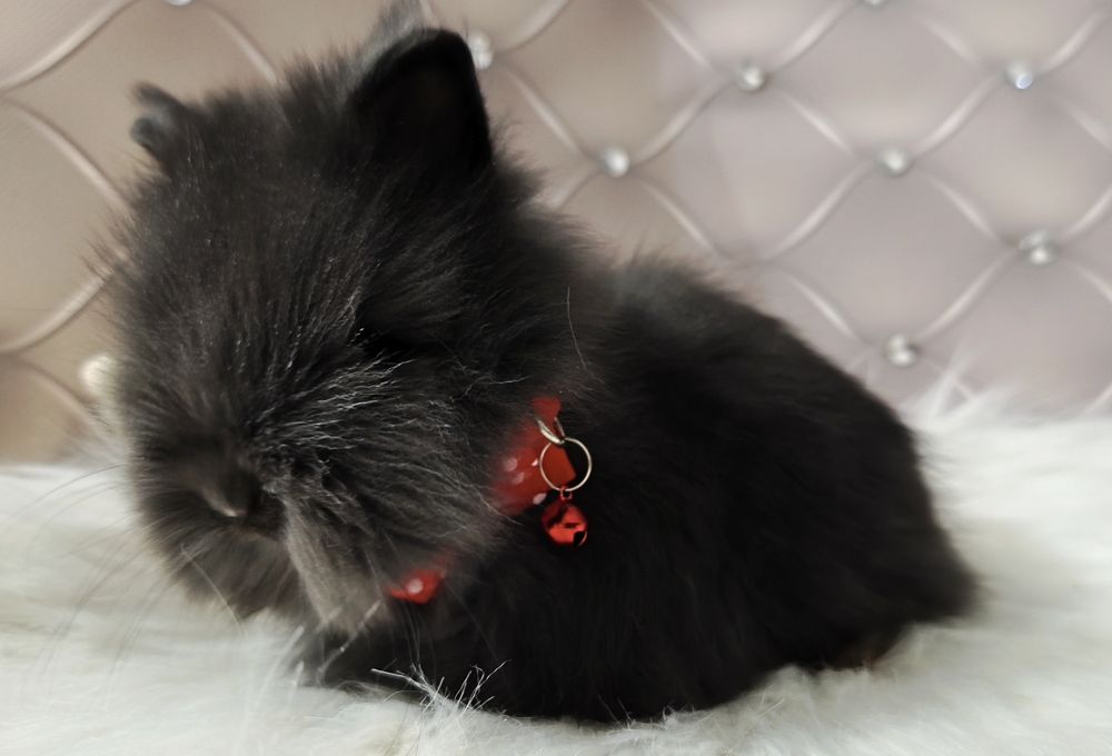 Karzełki Fluffy Teddy puchate misie