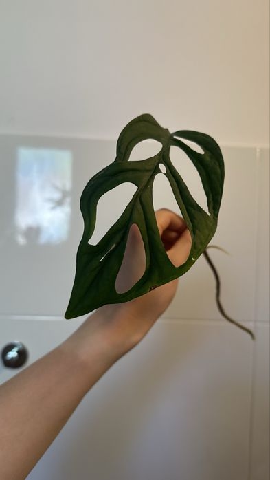 Monstera 'Esqueleto' szczepka