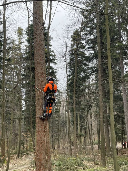 TREE CITY – profesjonalna wycinka drzew i usługi ogrodowe