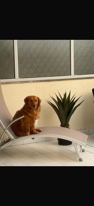 A carlota procura o seu”Felizes para sempre