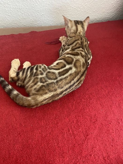 Бенгали Bengal. Офіційний Розплідник!