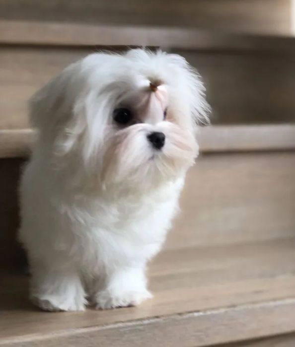 Чудові мальтійські болонки