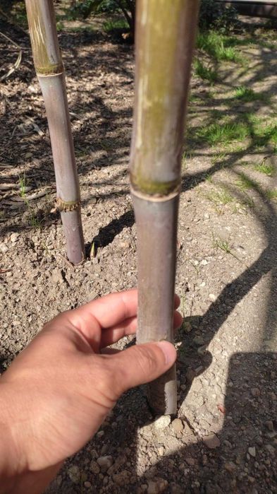 Miskant Lutarioriparius gruba najwyższa trawa 5-7m prawie jak Bambus