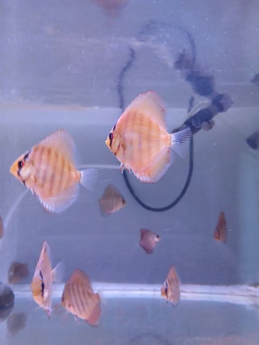 Discus juvenis vermelho turquesa - 4-6 cm