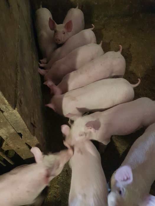 Продаються свині поросята ландрас петрен, велика біла