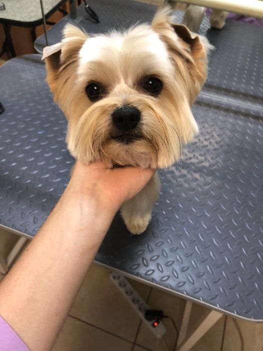 Груминг(стрижка, купание) собак и кошек Дарницкий район, Левобережная.