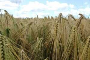 Jęczmień jary KAKADU – kwalifikowany materiał siewny