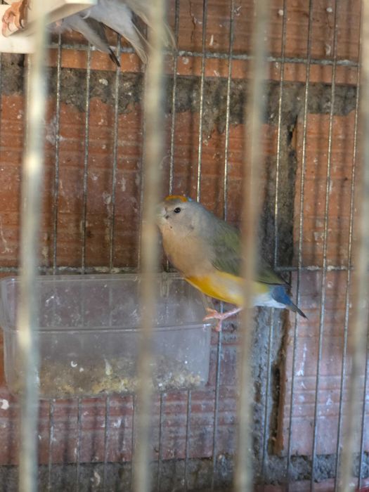 Vendo pássaros Diamante-de-gould