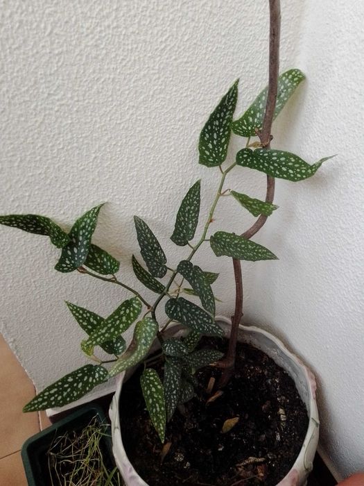 Plantas bonitas para o seu jardim