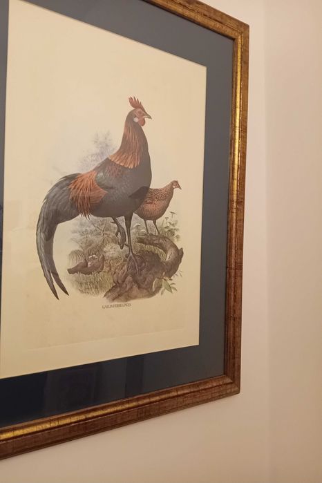 Conjunto de quadros com tema de galos, já emoldurados de cor dourada