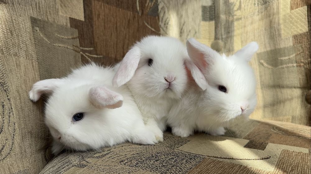 Króliki Mini Lop BunnyHop