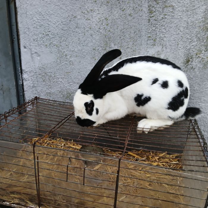 Sprzedam samca srokacz niemiecki hawana i srokacz czarny