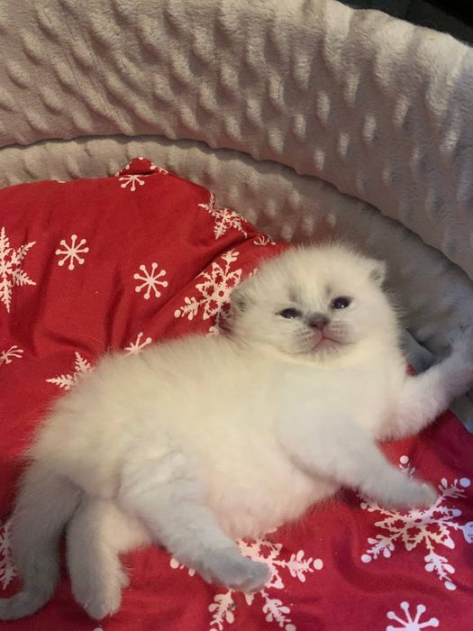 Otwarta rezerwacja na koteczki szkockie