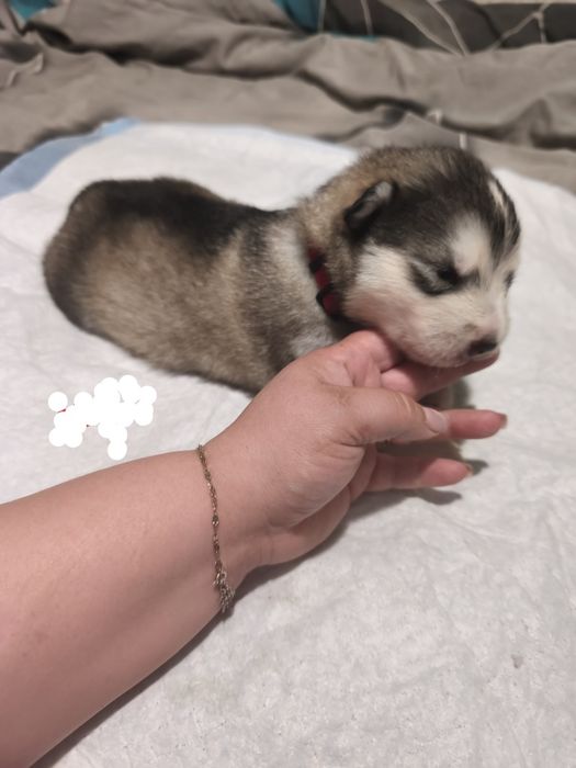 Alaskan Malamute szczenię