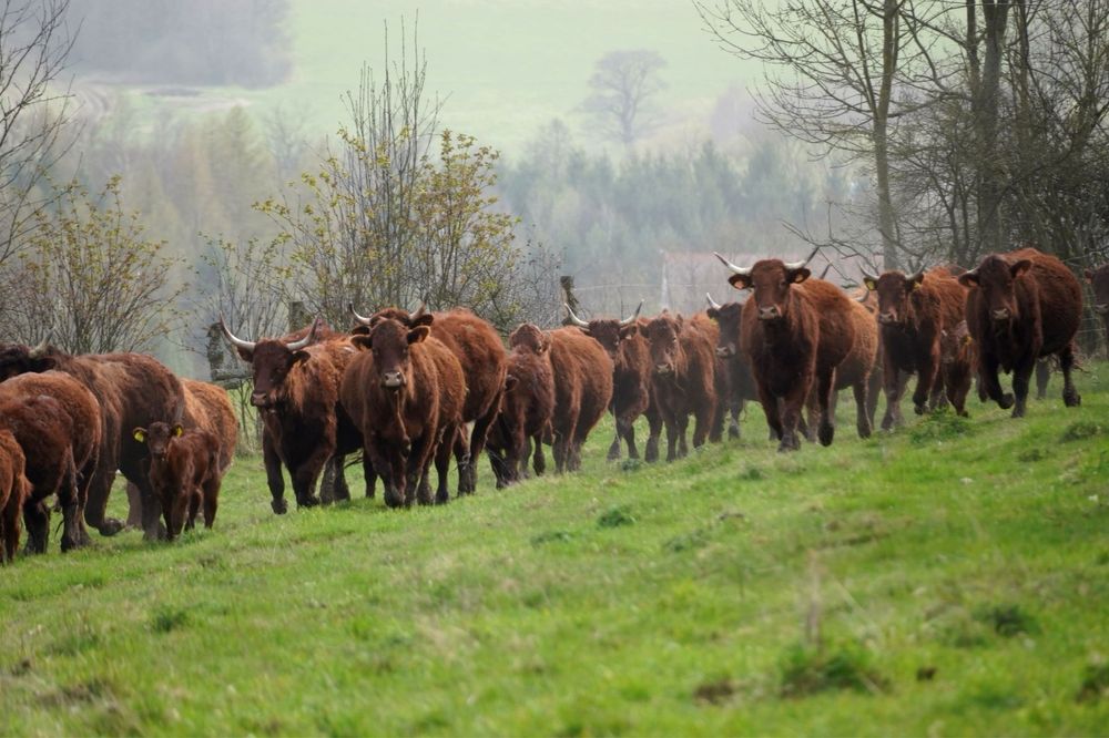 Odsadki salers byczki 370kg,  byczek 250kg eko