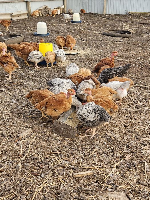 Продаємо 135
 Вирощена в домашніх умовах
Вік: 2 м