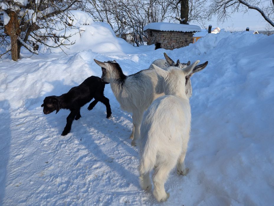 Продам козенята, кози