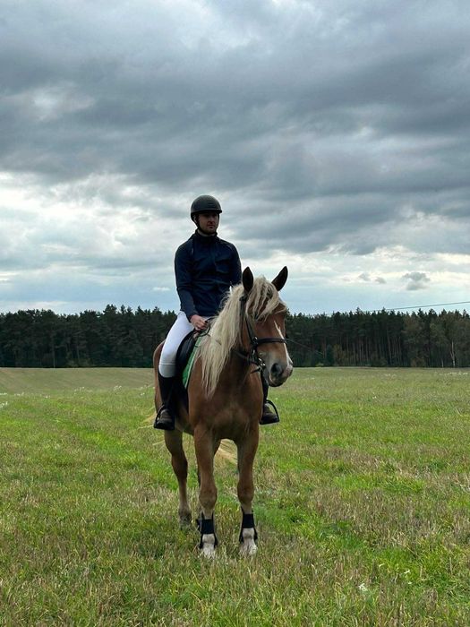 Klacz zimnokrwista litewska