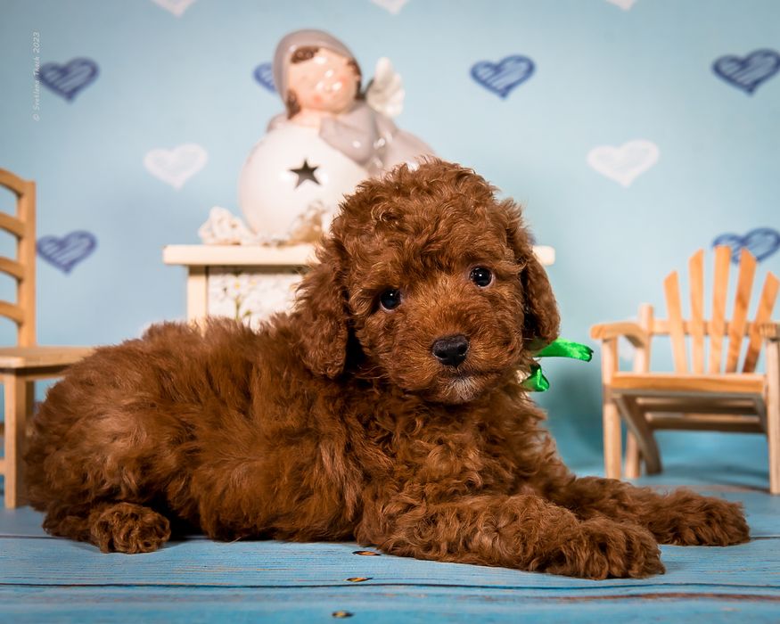 Чудові цуценята той пуделя FCI