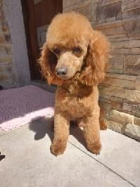 Cavapoo Samiec do odbioru badania genetyczne