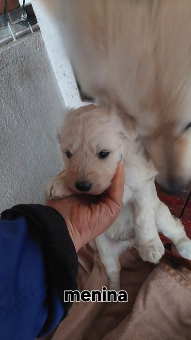 Os pequenos amores a procura da nova família