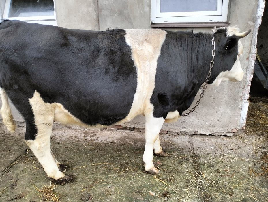 Jałówka wysokcielna