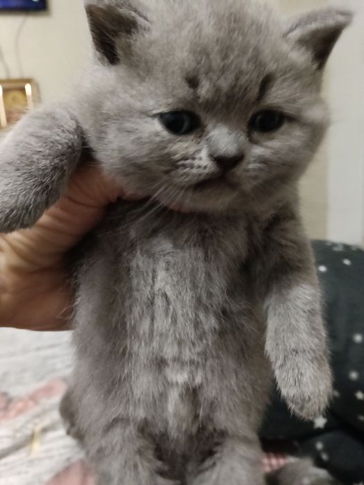 Неперевершене  кошеня для вашого комфортного життя.