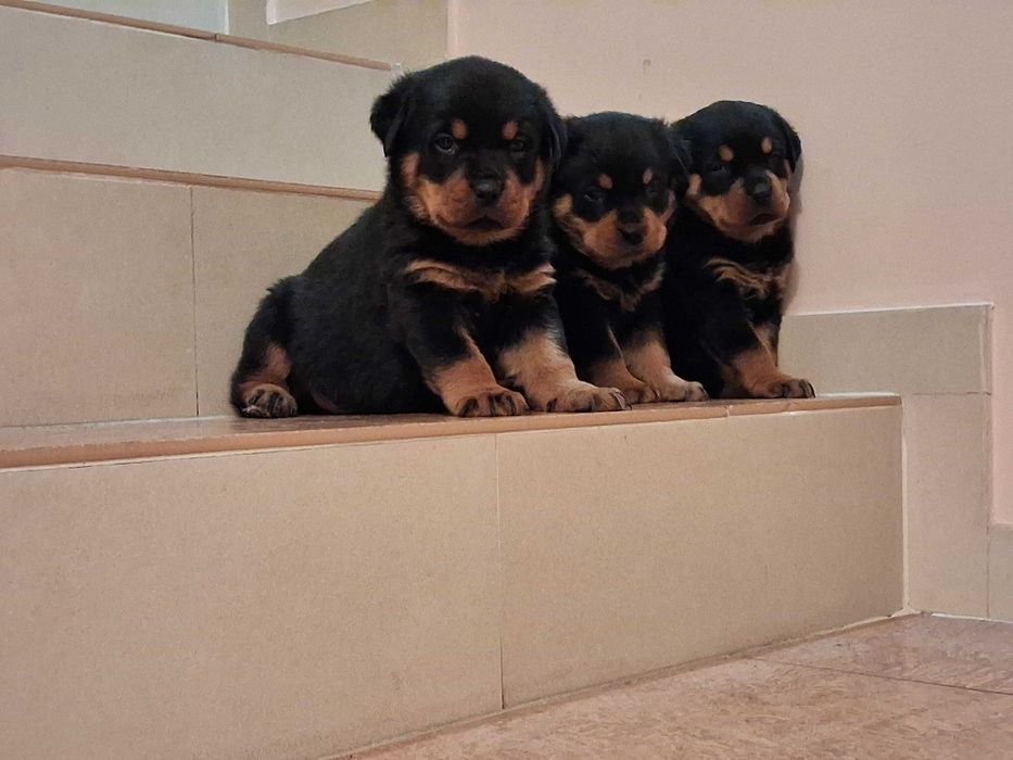 rottweiler szczeniak