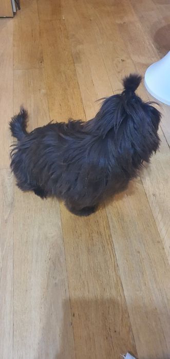 Shitzu cor chocolate