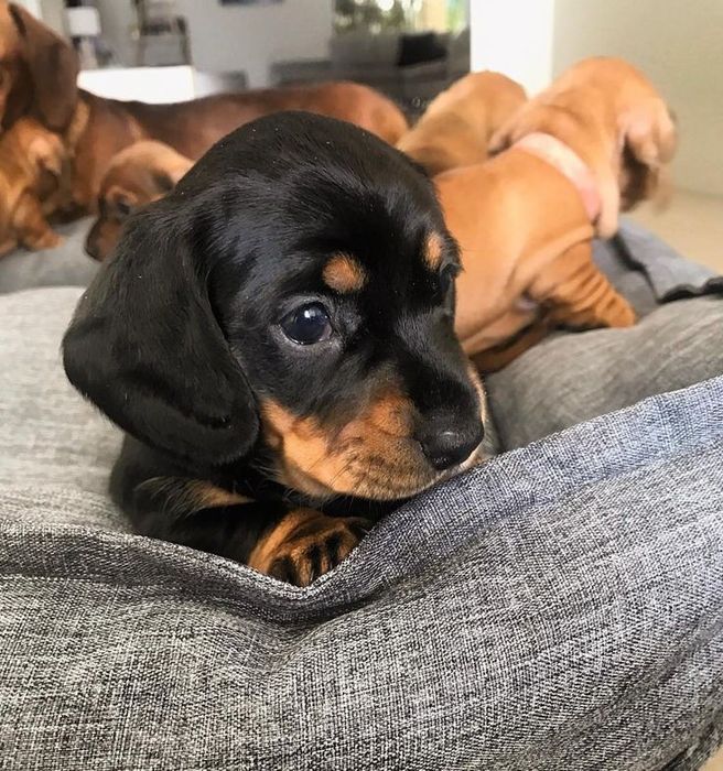 Цуценятка такси – маленьке щастя!