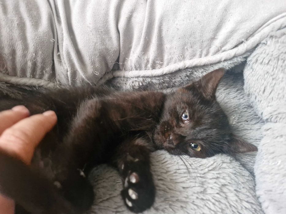 Zwierzęta koty do adopcji