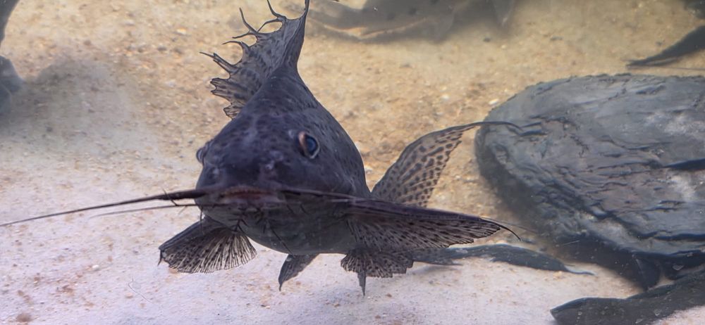 3 synodontis 25cm