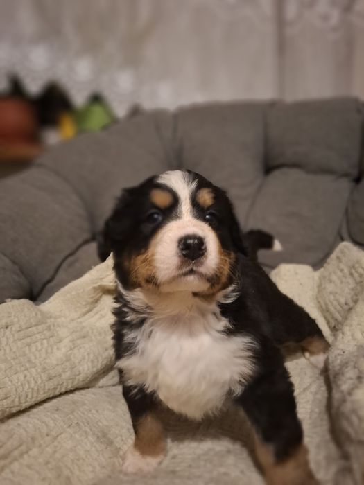 Berneński pies pasterski