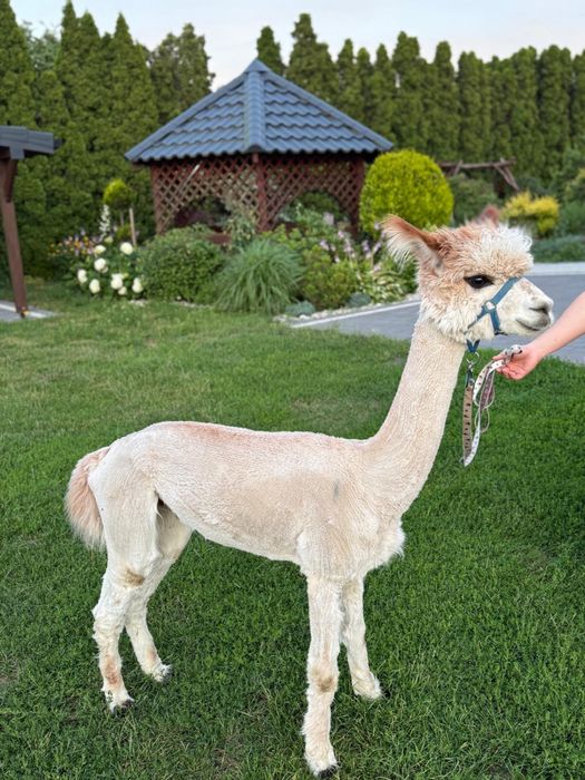Alpaka, alpaki para