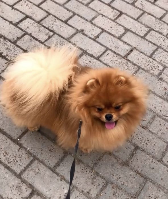 Хлопчик .Ведмедик КСУ.