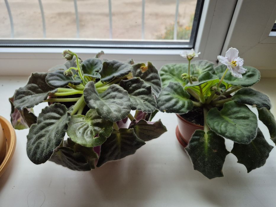 Комнатные цветы, цветы в горшках, фиалка, хойя