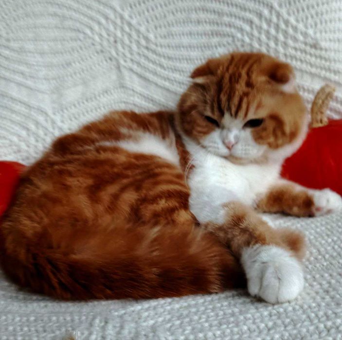 Огненно рыжый мрамор с белым- добряк и игрун Скоттиш фолд из Киева