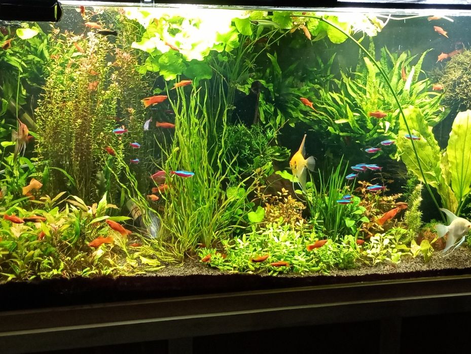 Echinodorus vesuvius