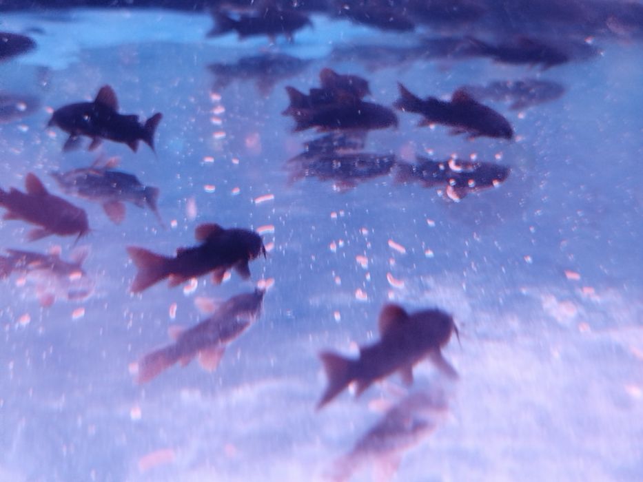 Kirys czarny corydoras scultzei