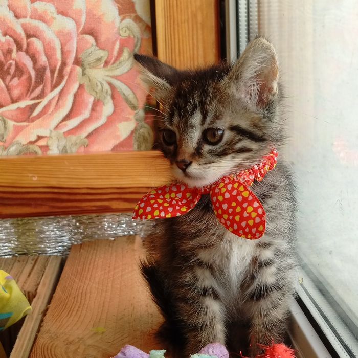 Маленька кошечка  Мишель