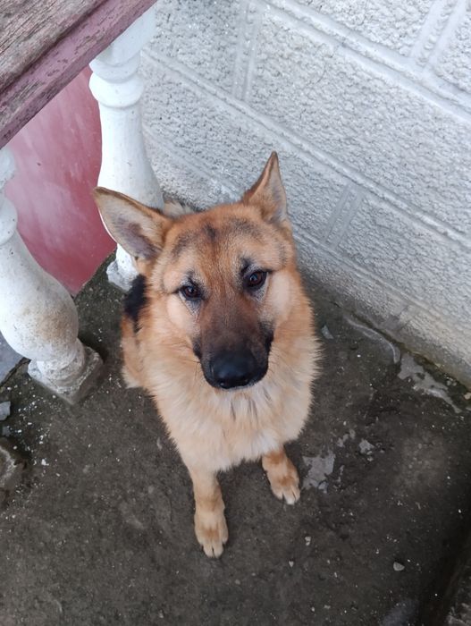 Пропоную кобеля німецька вівчарка віком 1,5років для в'язки (злучки)