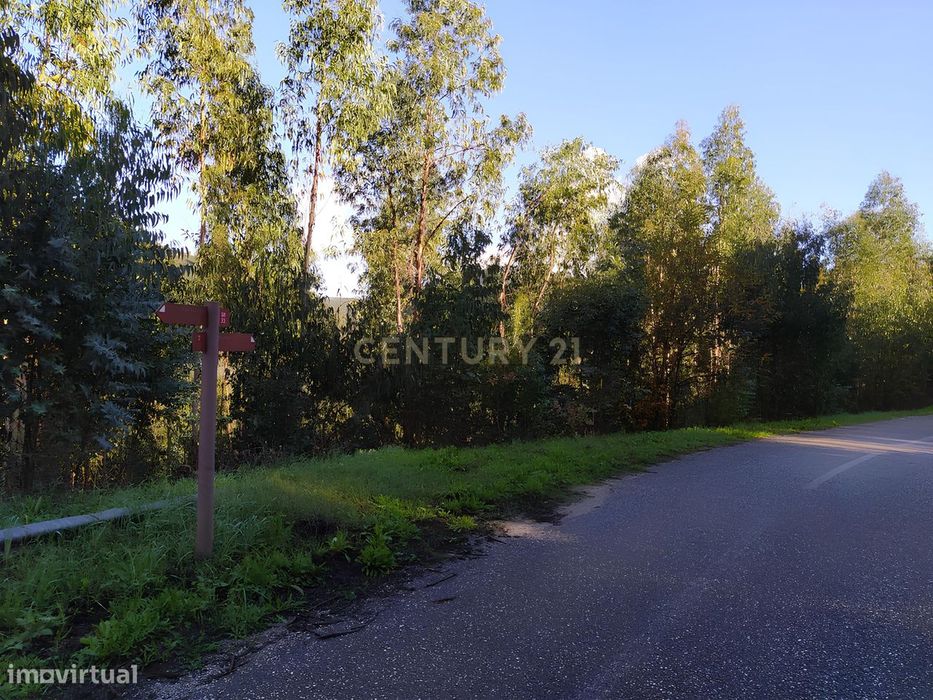 Terreno de 1 HECTARE - Eucaliptal para Venda em Ferreira Zêzere