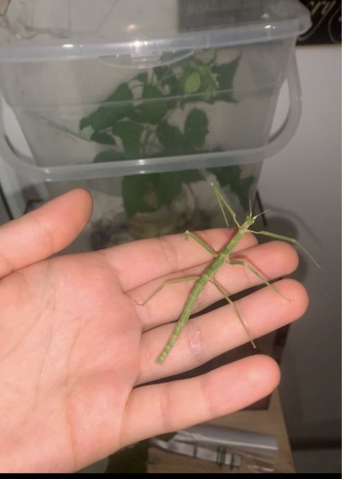 patyczaki do oddanie stadium l1