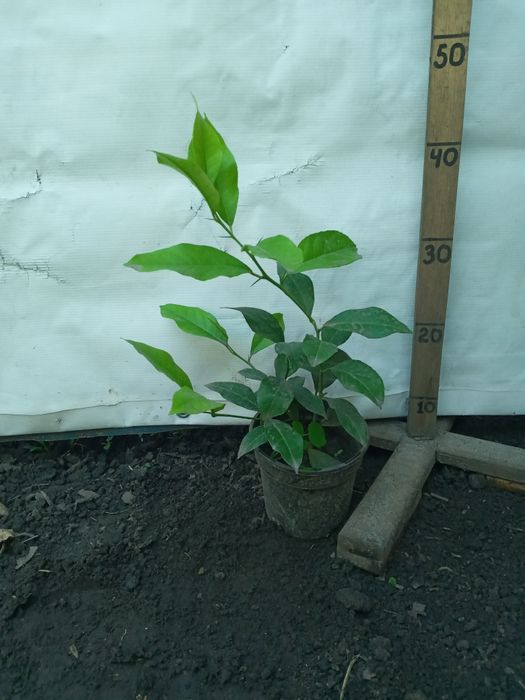 Лимони різні сорти