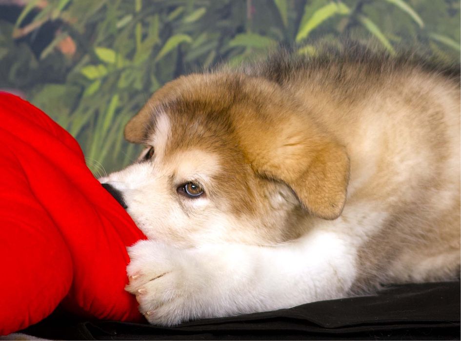 Аляскинский маламут