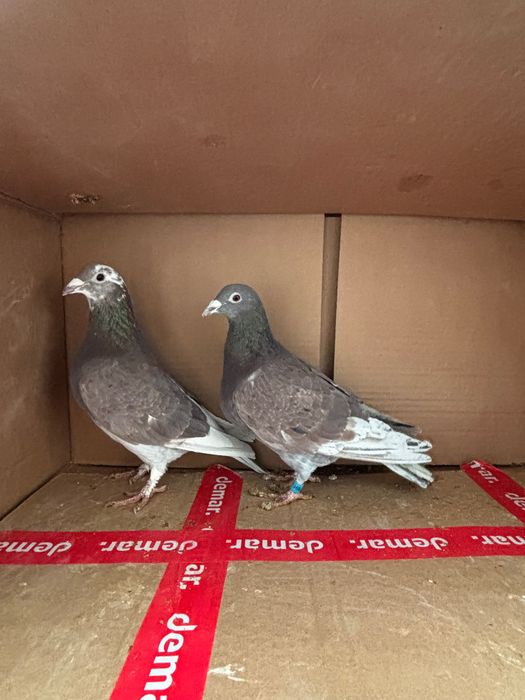 Gołębie pocztowe zagraniczne Romania