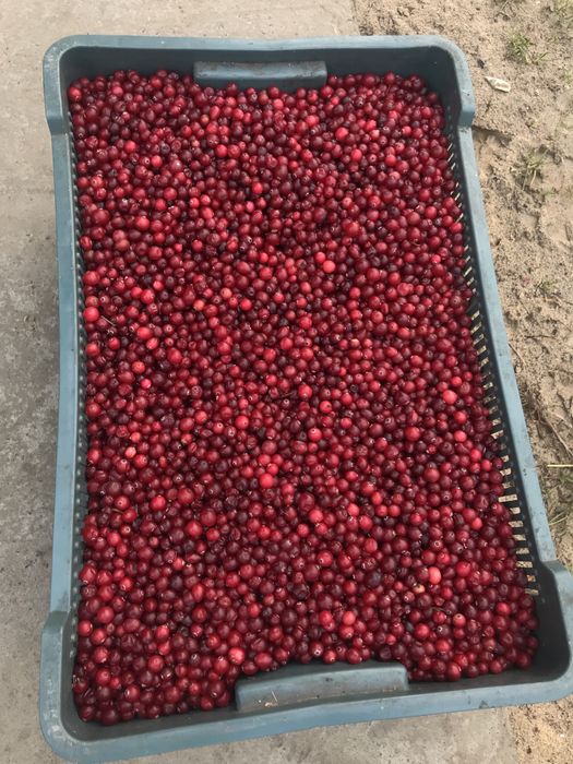 Клюква Журавлина ТОП.