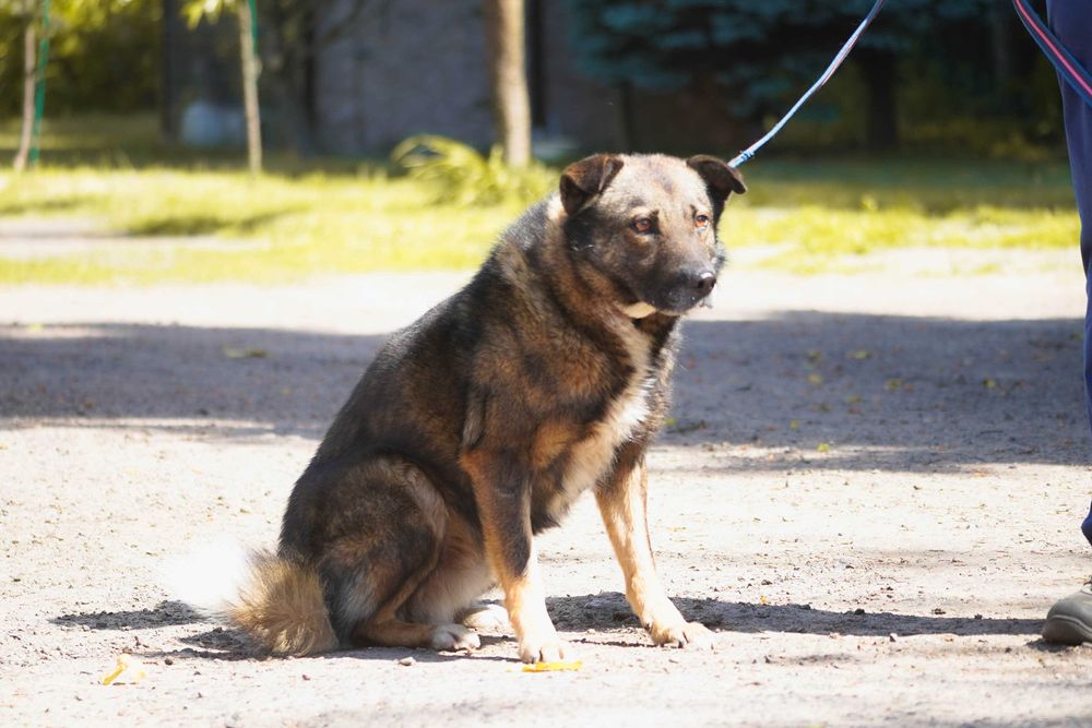 Tadek - mega fajny pies szuka domu